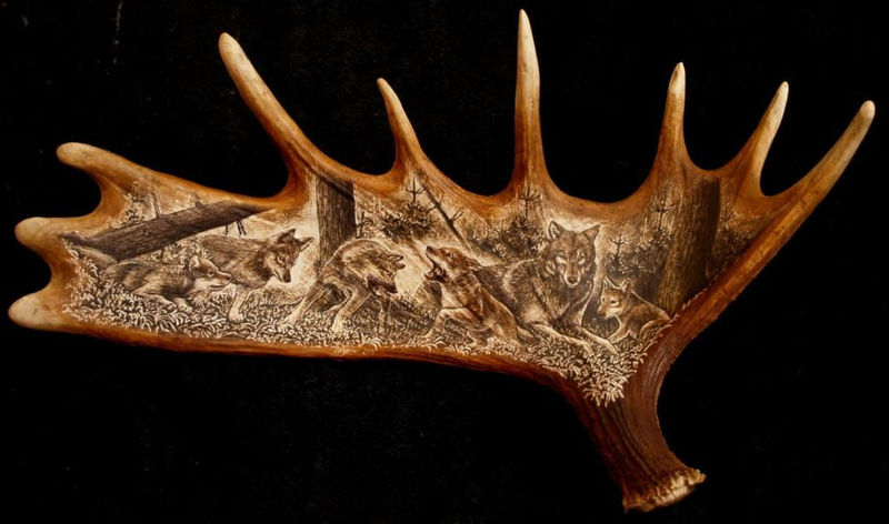 rytiny-398 Vlčí rodinka na losím parohu