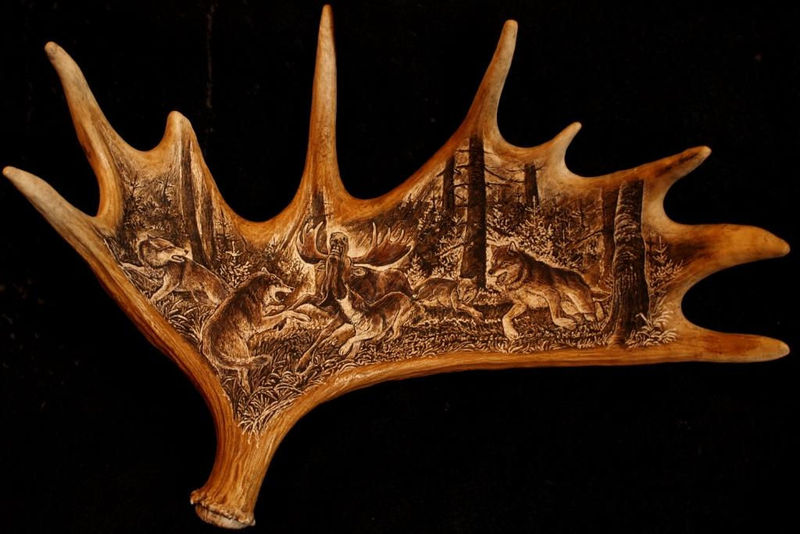 rytiny-466 Los stržený vlky