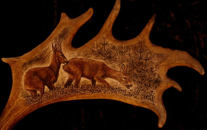 rytiny-487 Srnčí říje