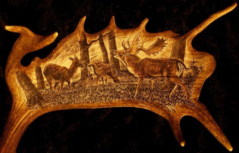 rytiny-587 Daňčí zvěř