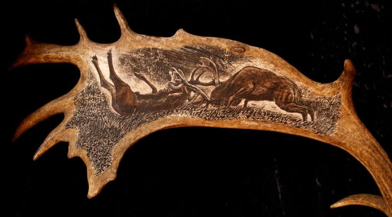 rytiny-561 Souboj jelenů