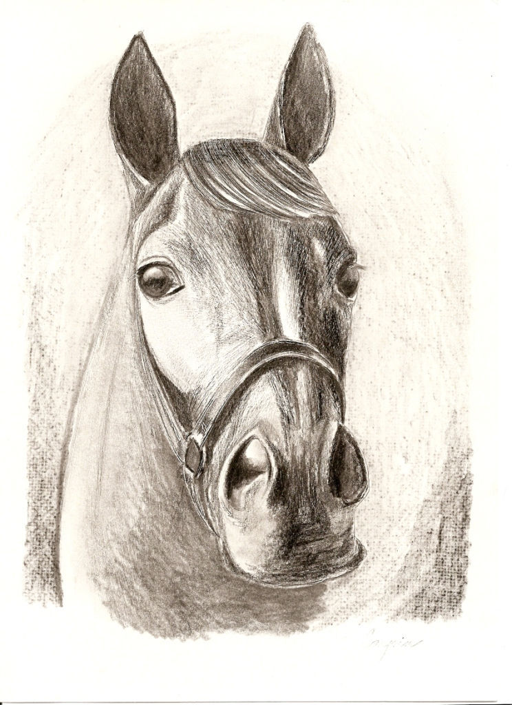 ostatní-kresby-koni (6)