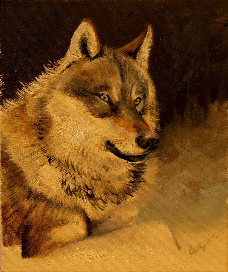 myslivost-Vlk