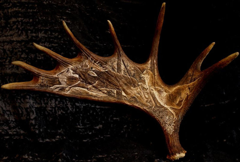 rytiny-396 Los a vlci na losím parohu